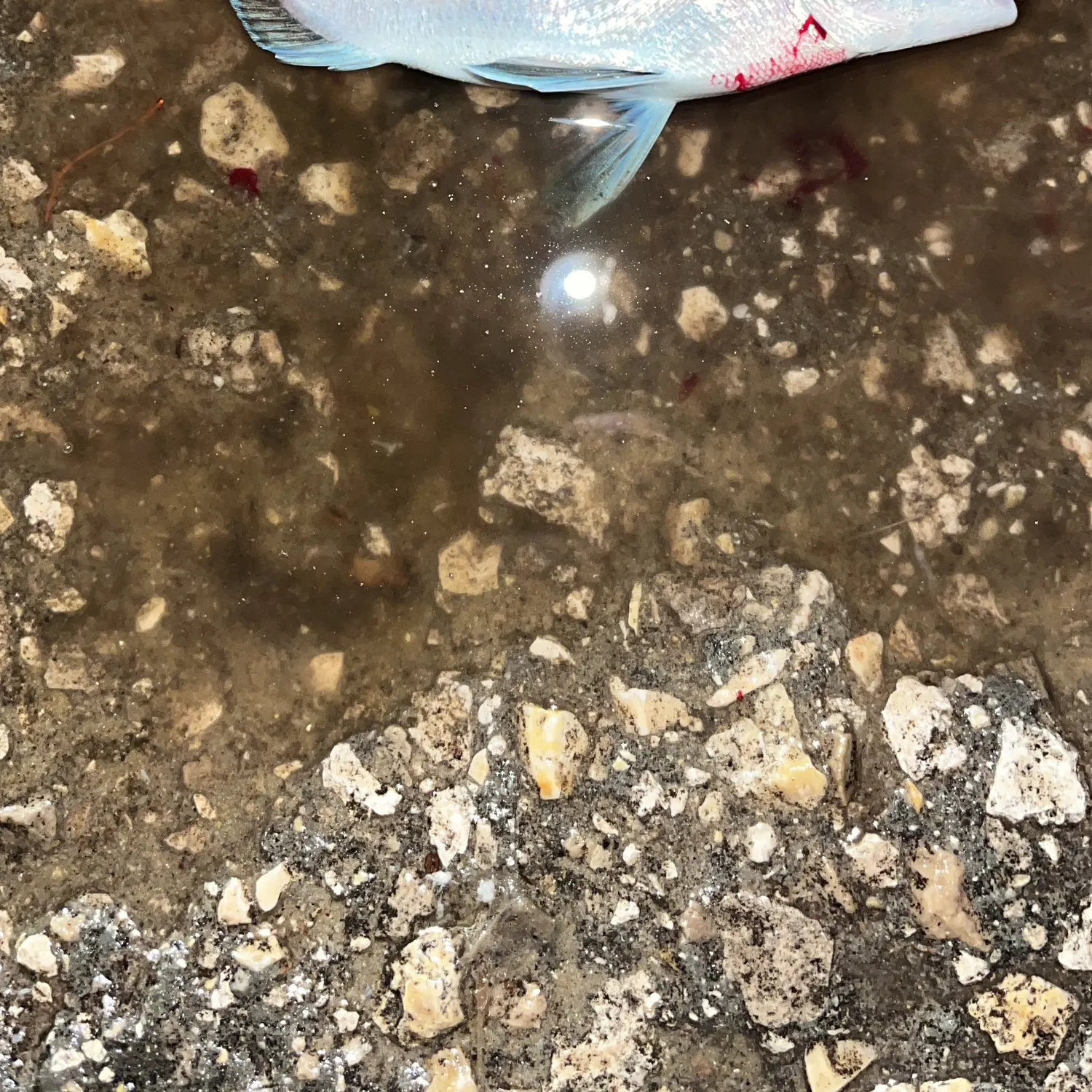 The most recent White seabream catches on Fishbrain