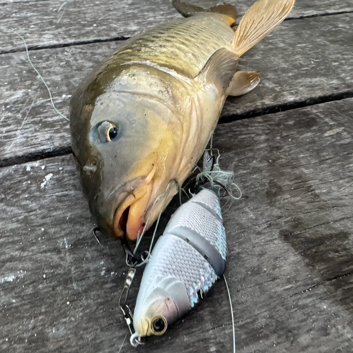 Common carp caught on Fishbrain