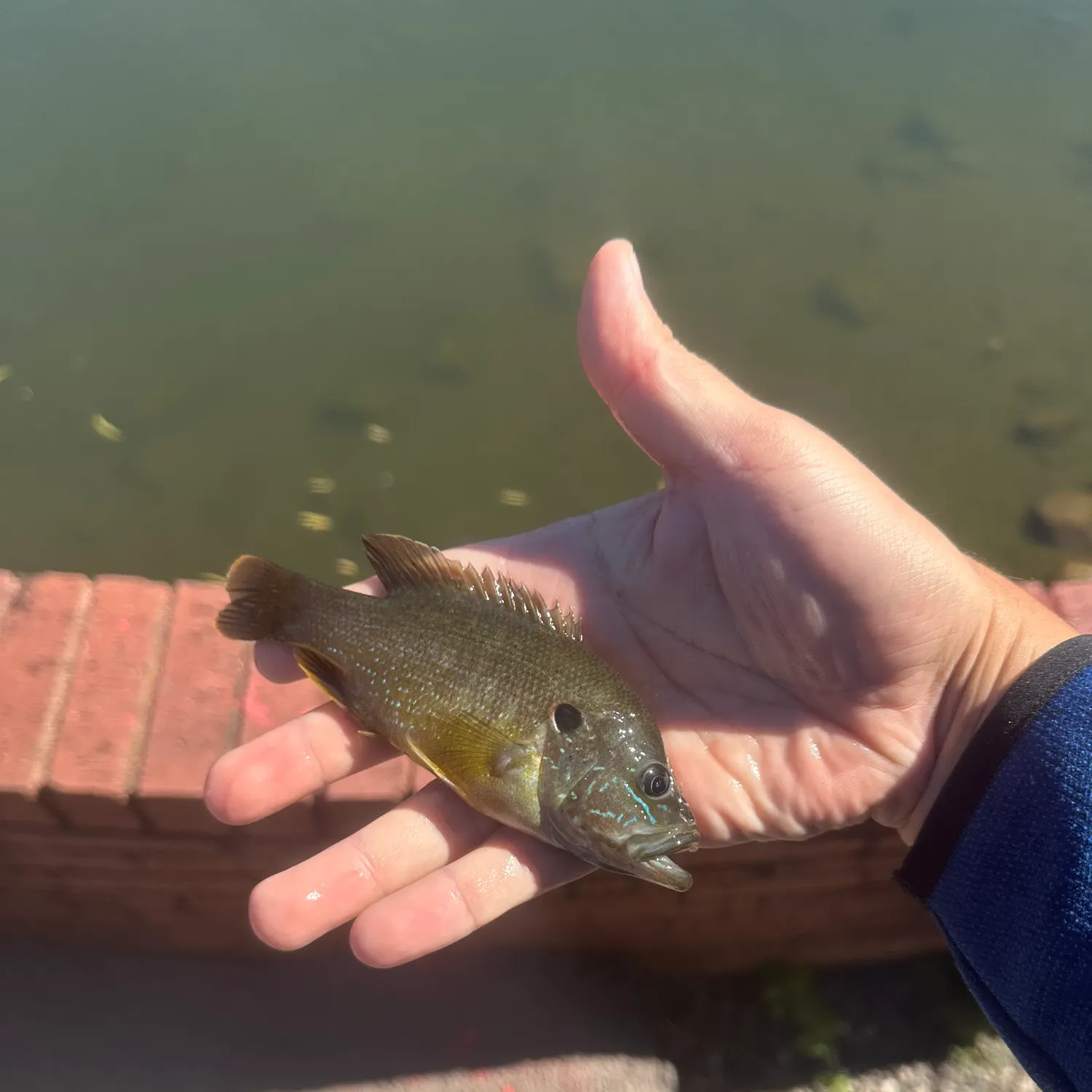 Bluegill caught on Fishbrain