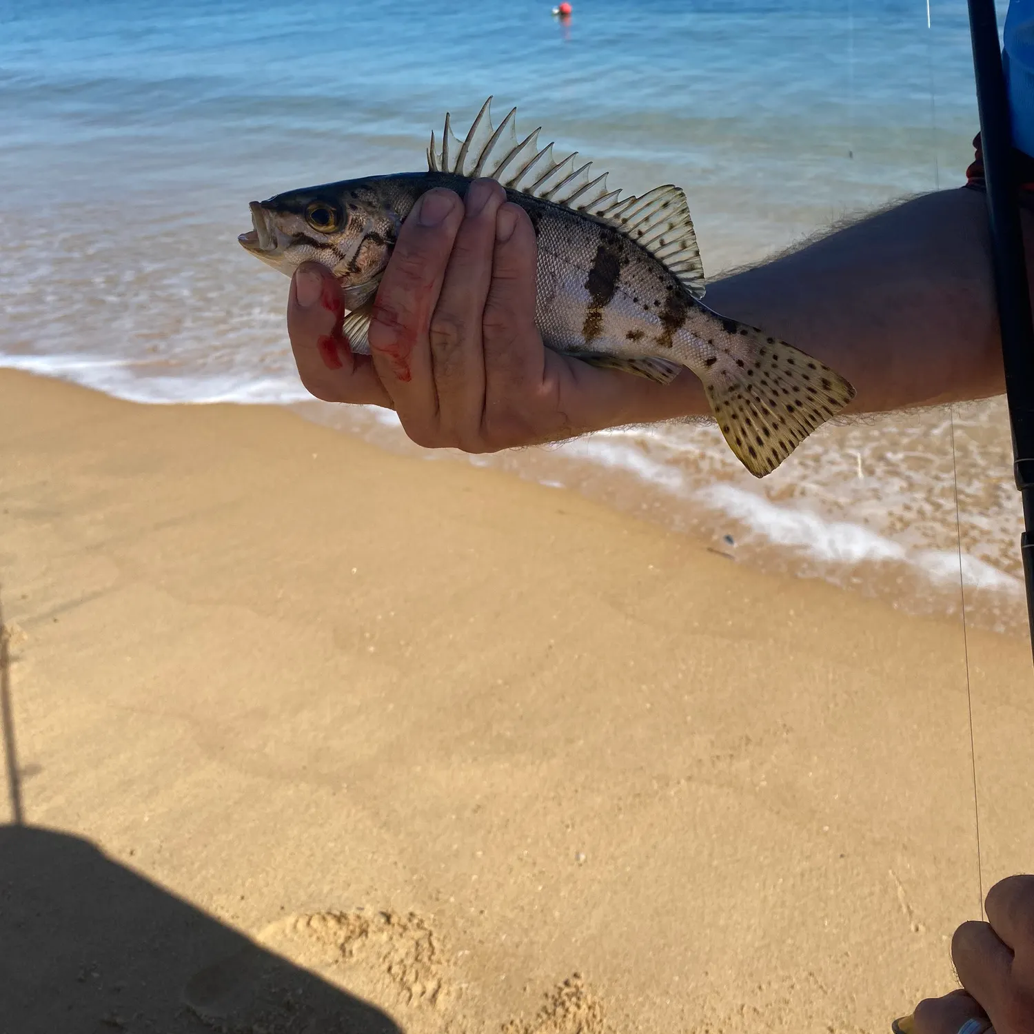 most liked catch image