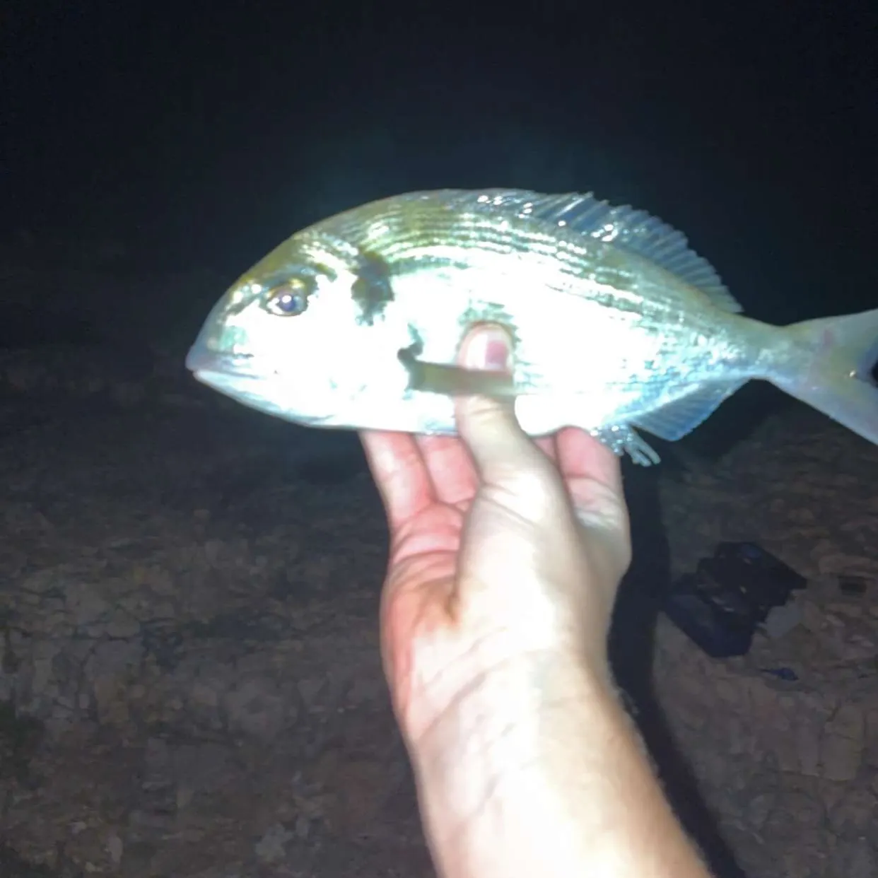 Gilthead seabream caught on Fishbrain