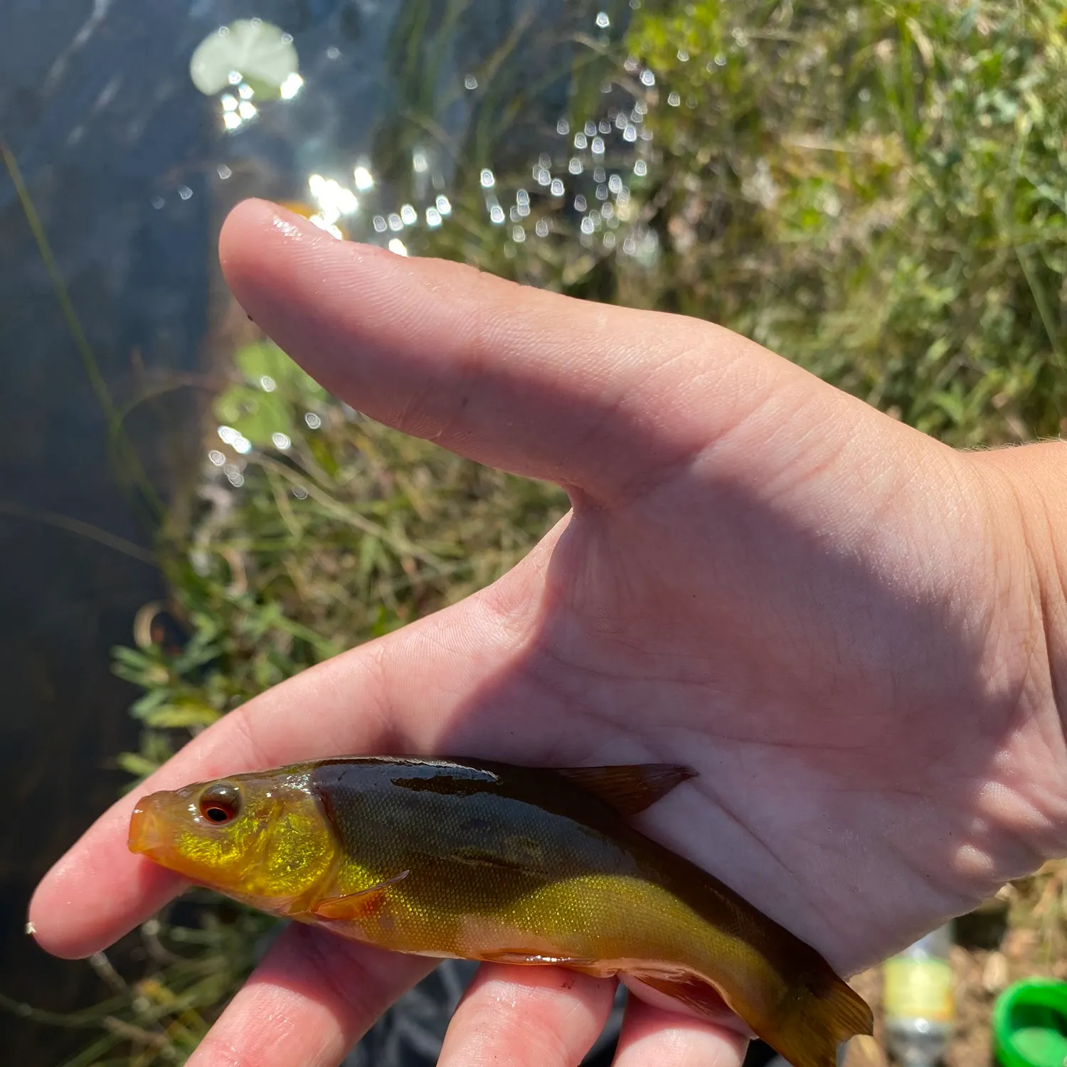 Tench caught on Fishbrain