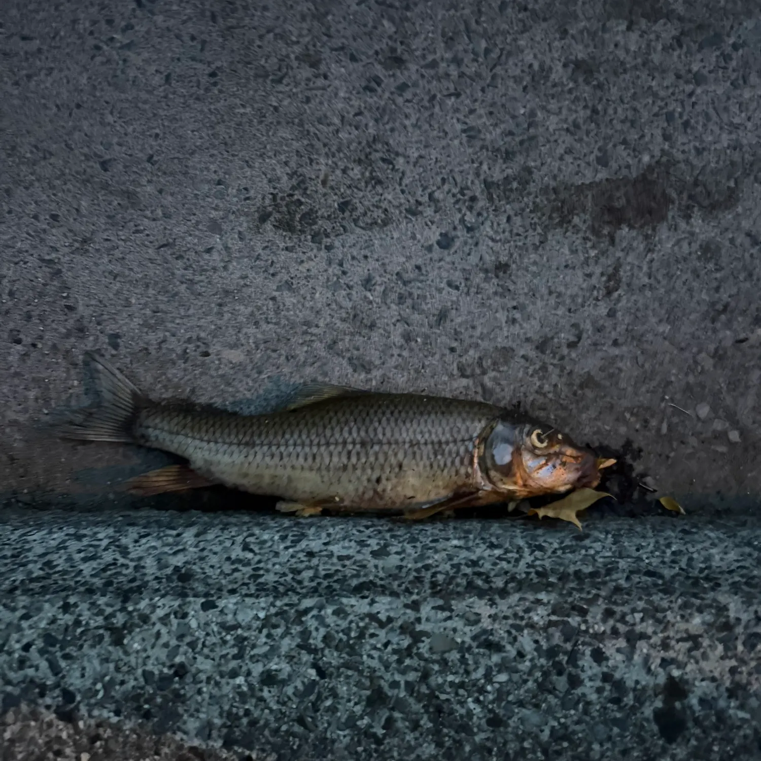 Common carp caught on Fishbrain