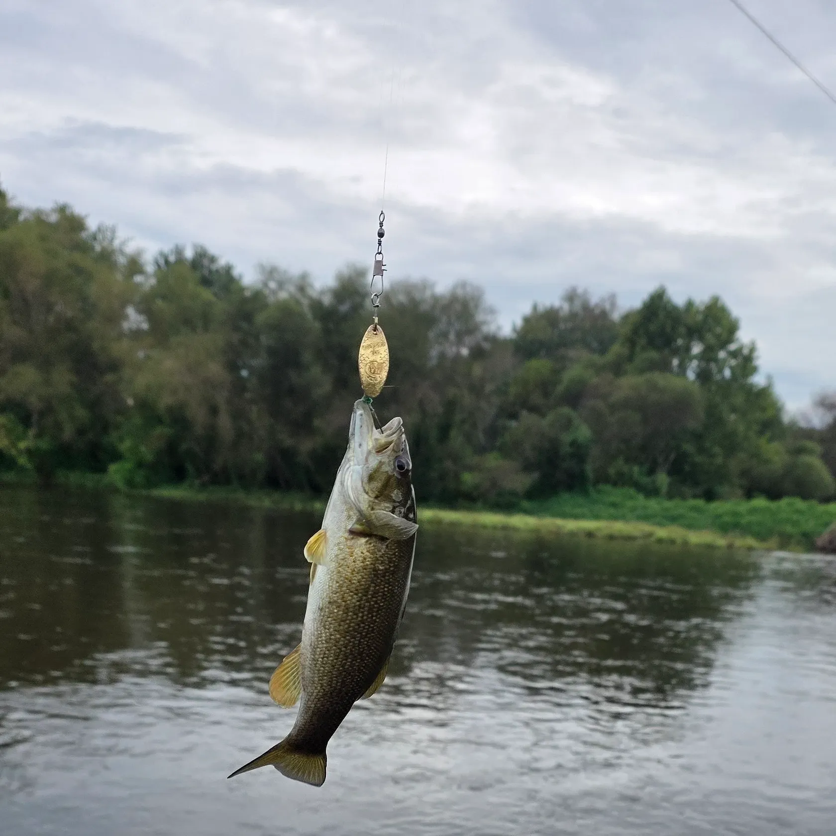 Smallmouth bass caught on Fishbrain