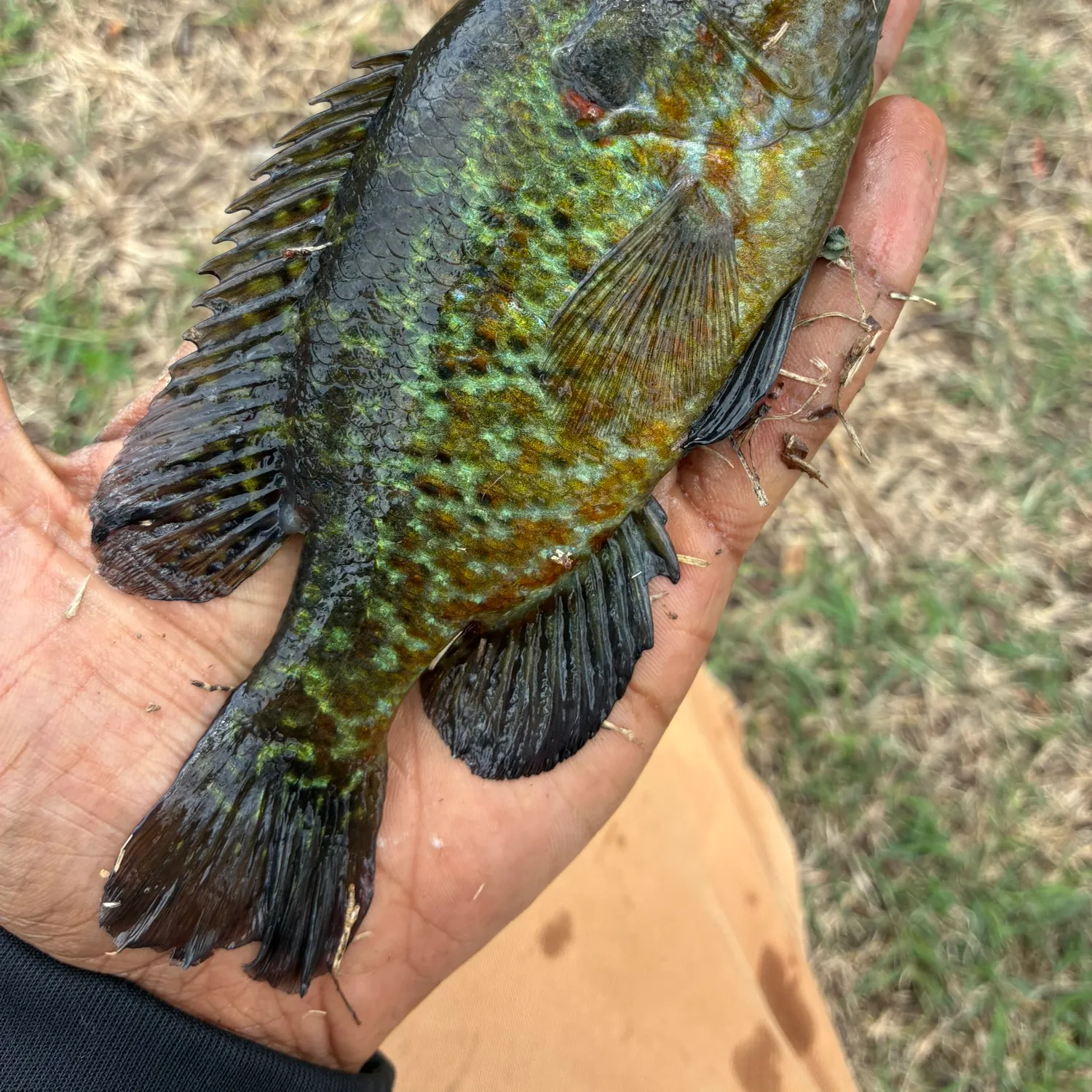 The most recent Redear sunfish catches on Fishbrain