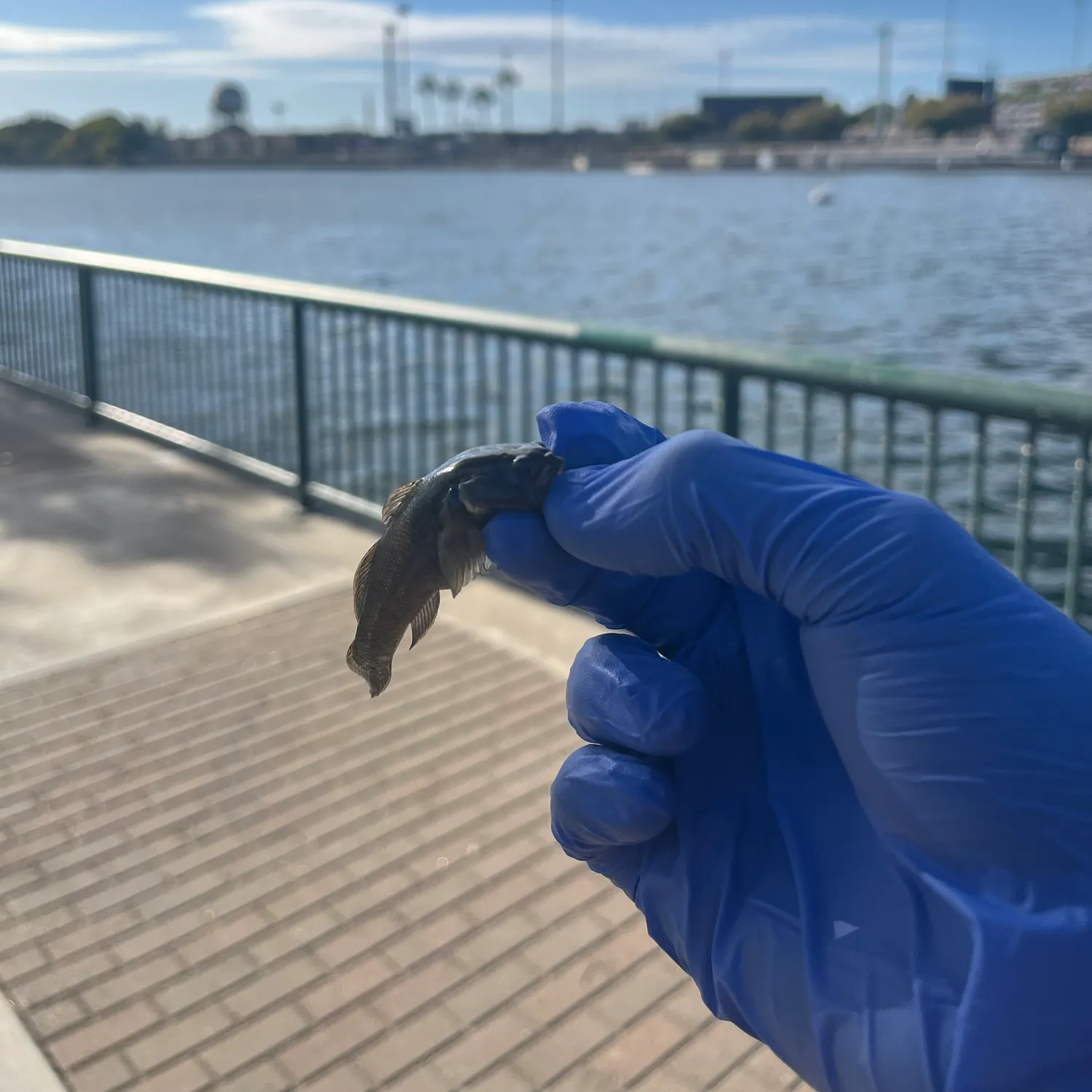 Round goby caught on Fishbrain