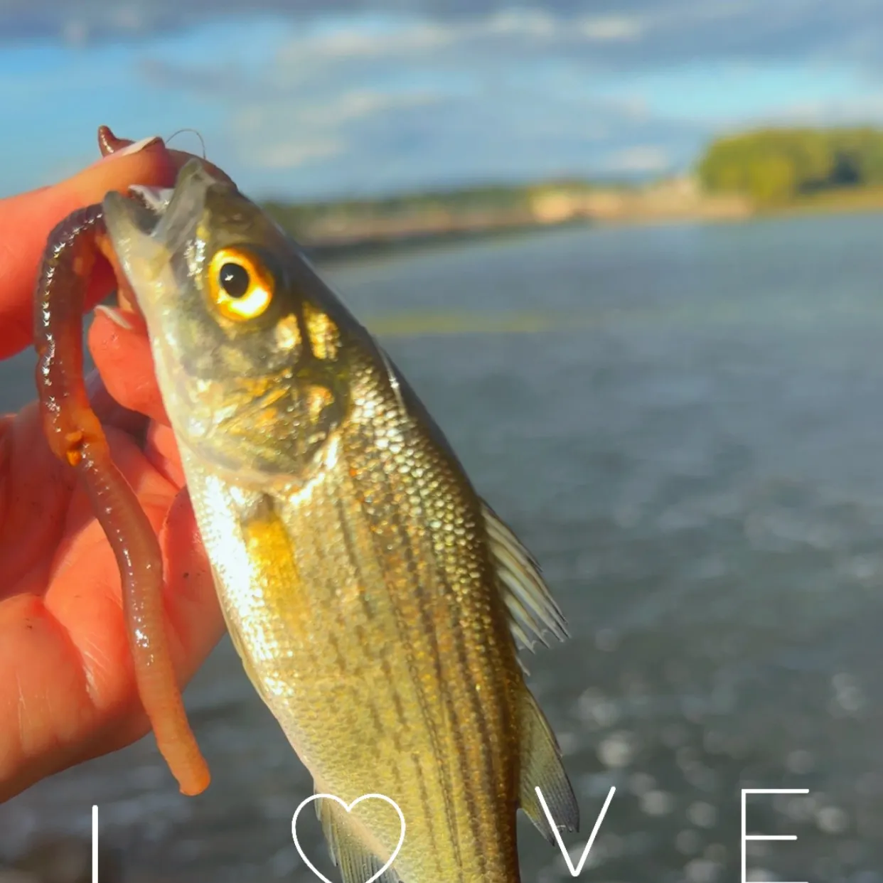 White bass caught on Fishbrain