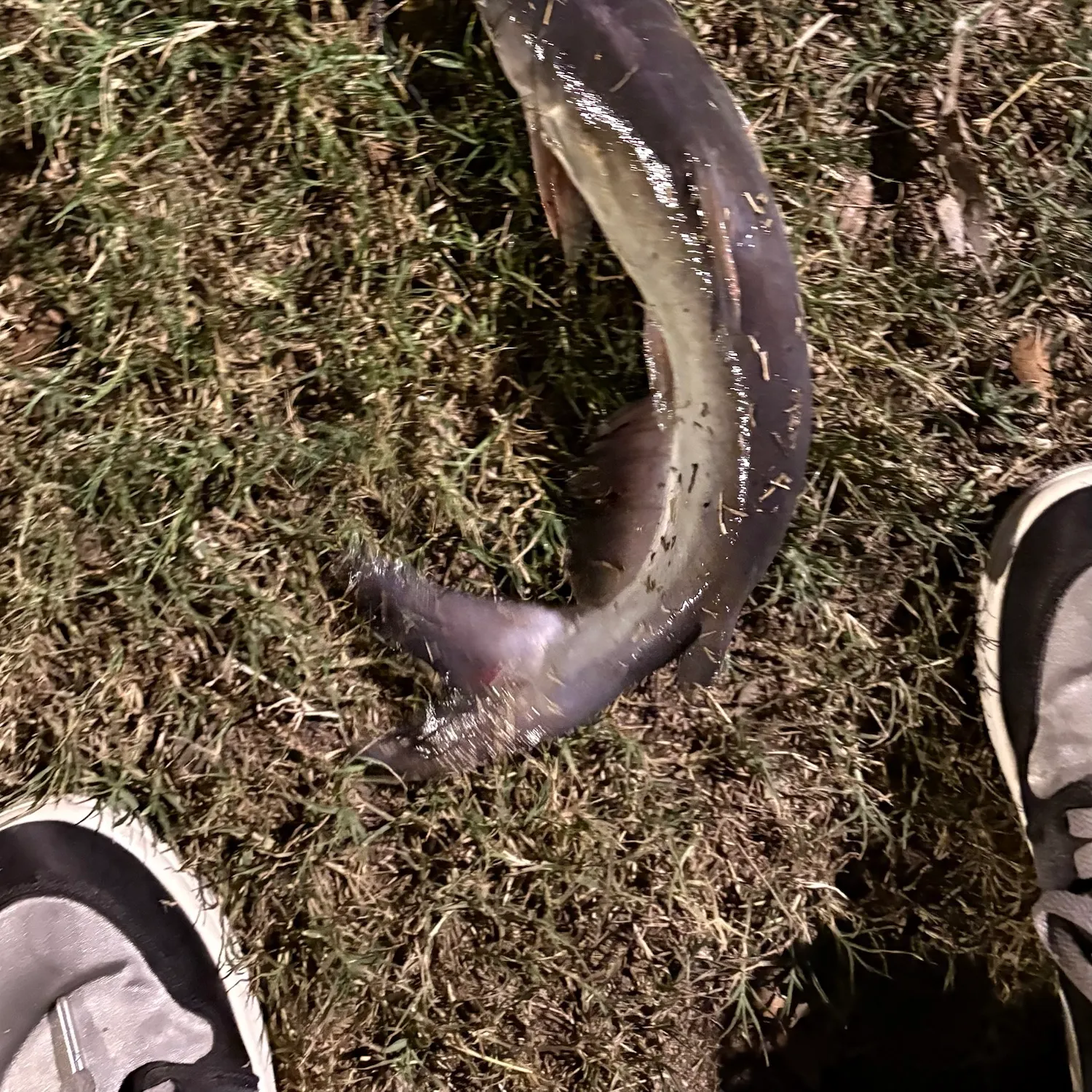 Channel catfish caught on Fishbrain