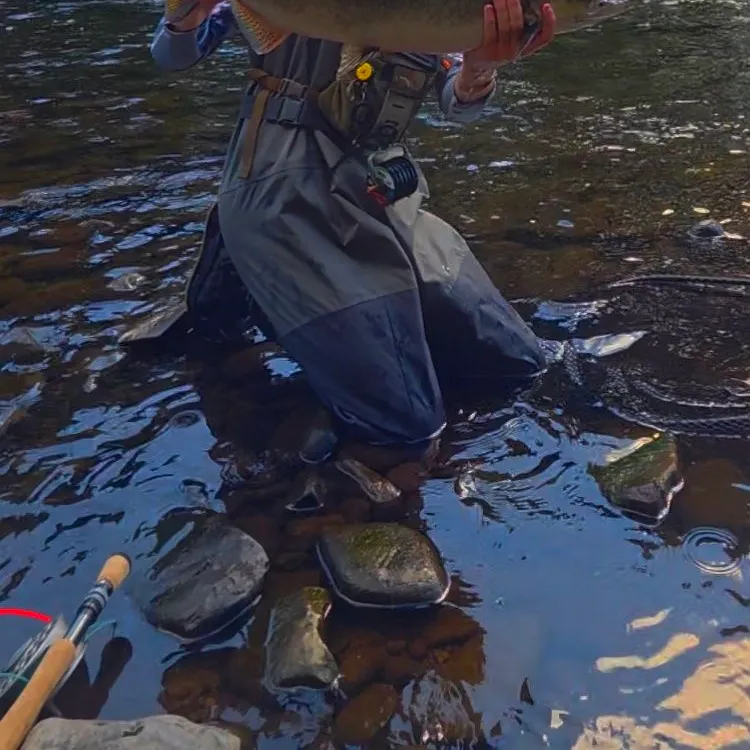 Chinook salmon caught on Fishbrain