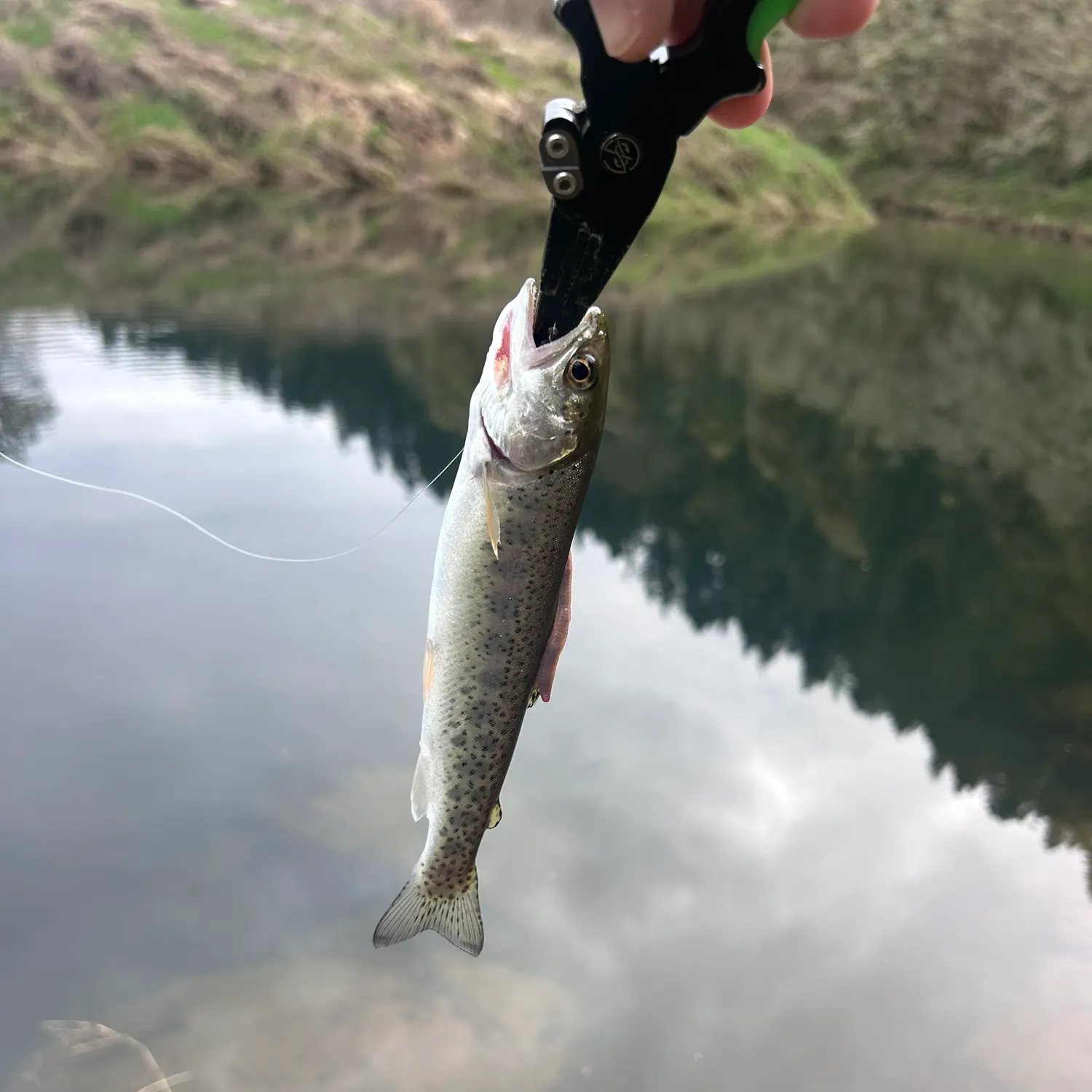 The most recent Coastal cutthroat trout catches on Fishbrain