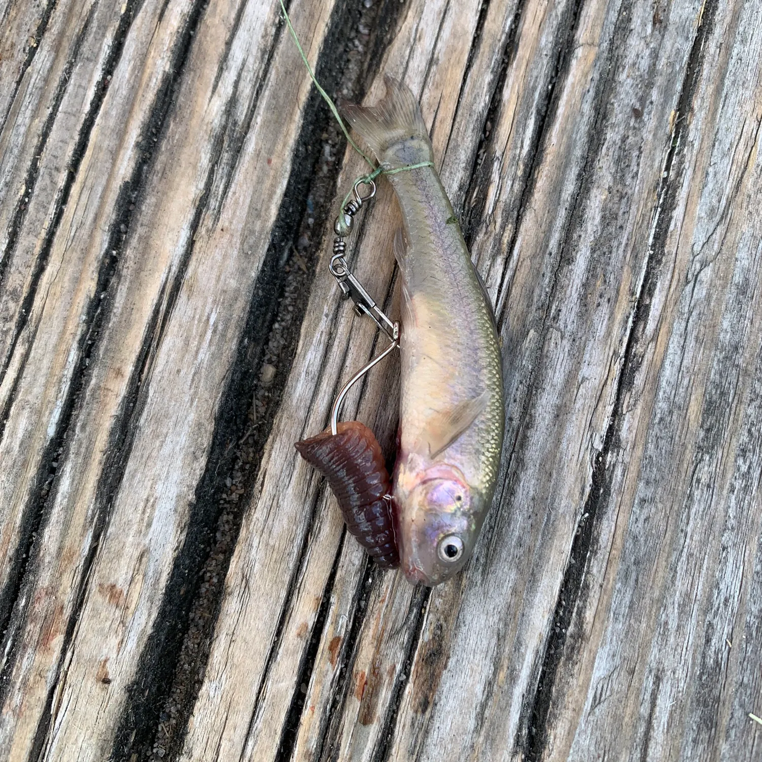 Creek chub caught on Fishbrain