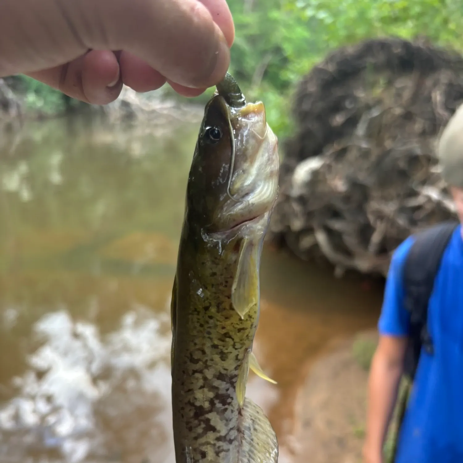 The most recent Snail bullhead catches on Fishbrain