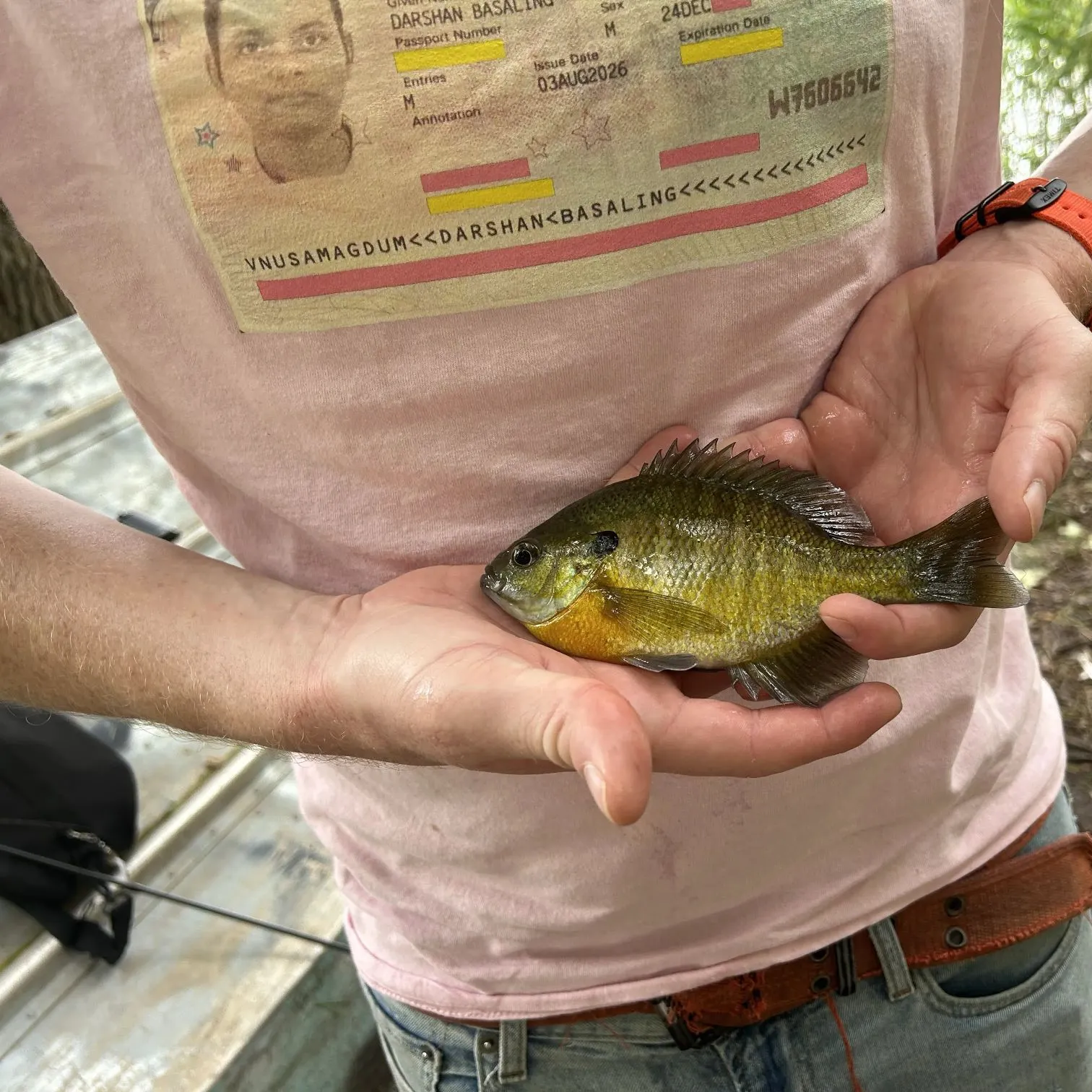 Bluegill caught on Fishbrain