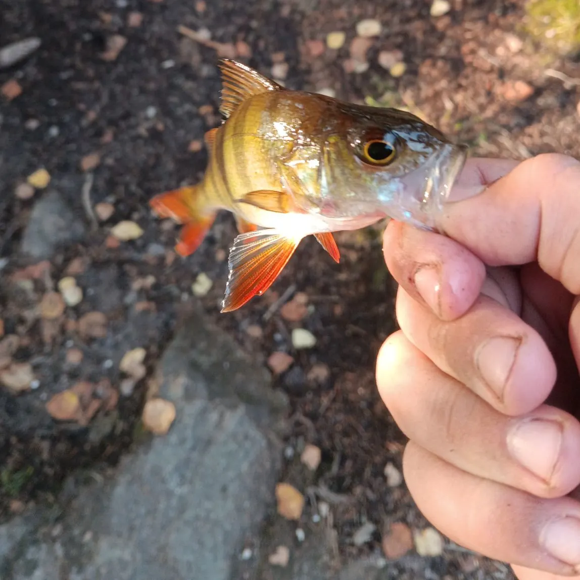 European perch caught on Fishbrain