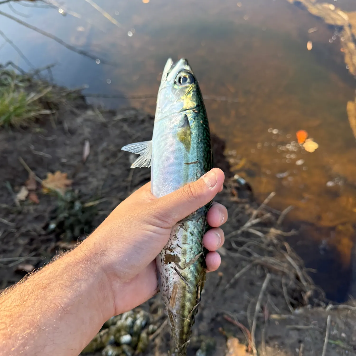 most liked catch image