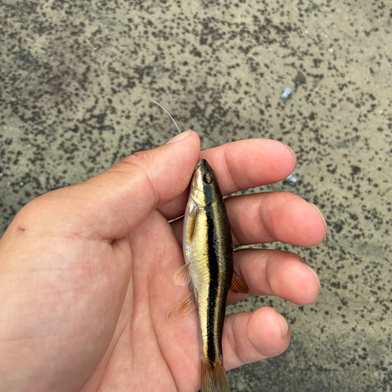 The most recent Eastern blacknose dace catches on Fishbrain