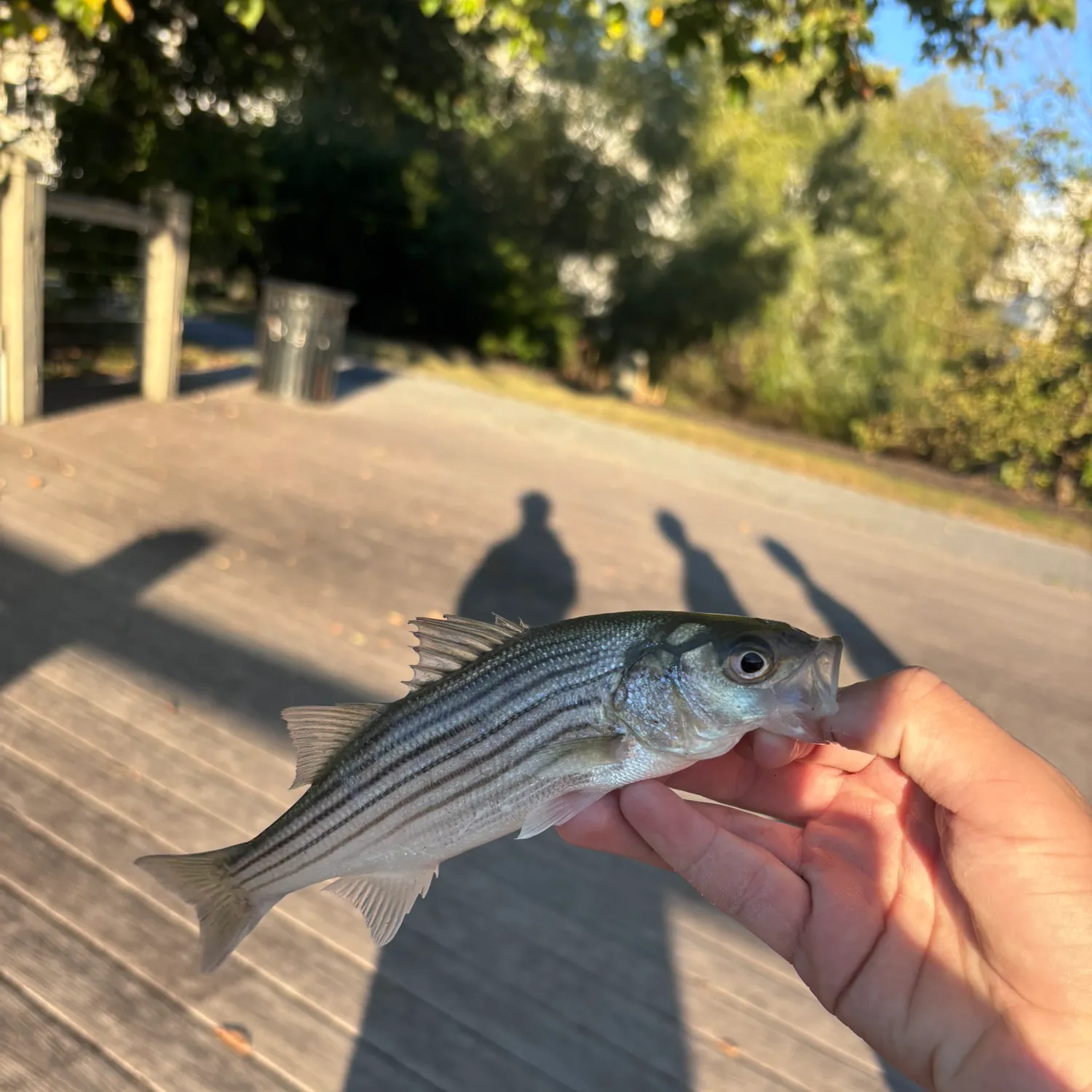 Striped bass caught on Fishbrain