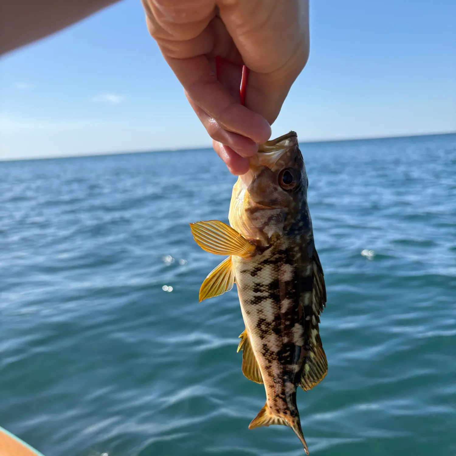 Kelp bass caught on Fishbrain