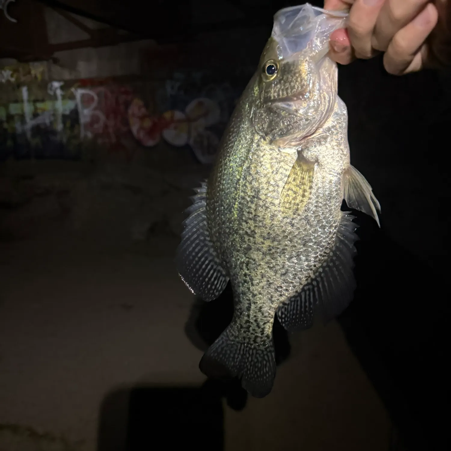 Black crappie caught on Fishbrain
