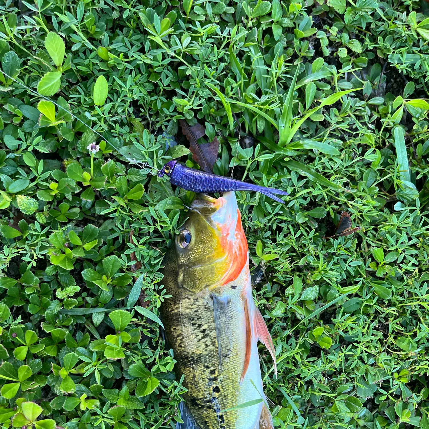 Butterfly peacock bass caught on Fishbrain