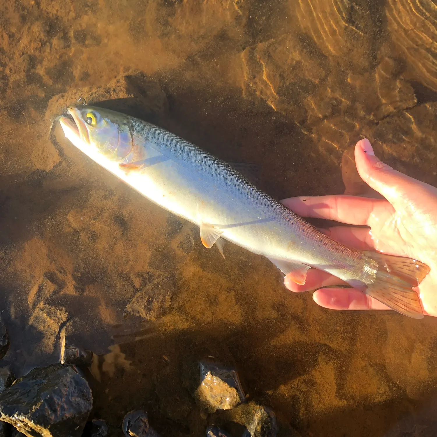 Rainbow trout caught on Fishbrain