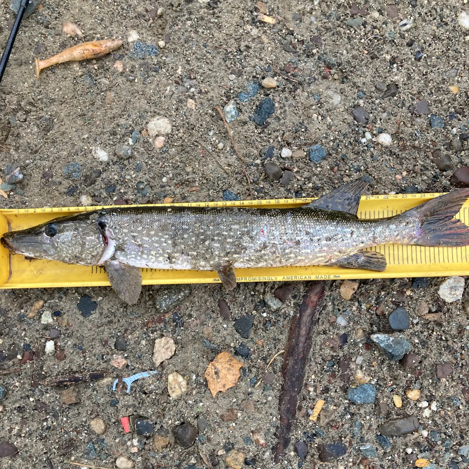 Northern pike caught on Fishbrain