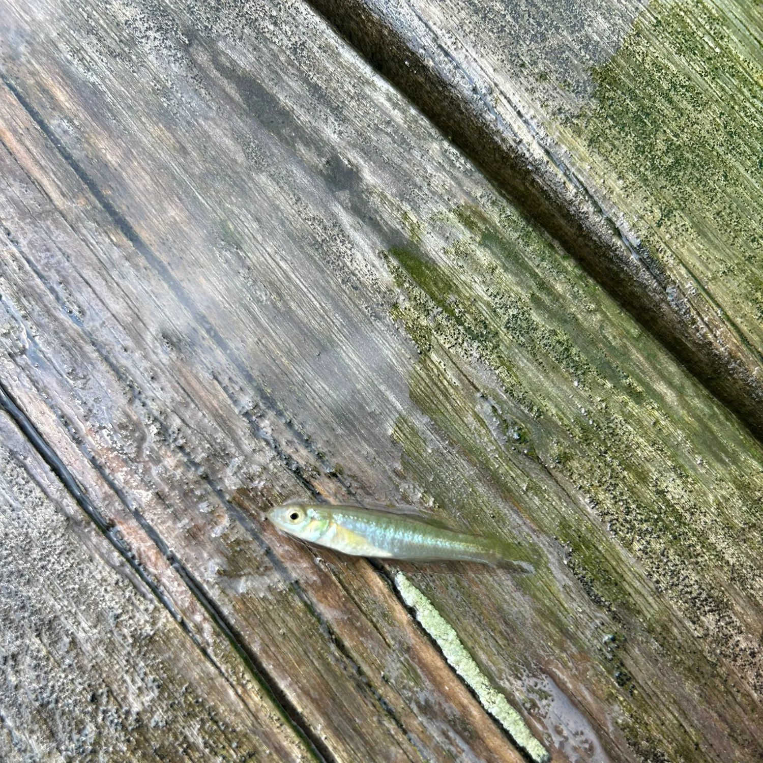 The most recent Banded killifish catches on Fishbrain