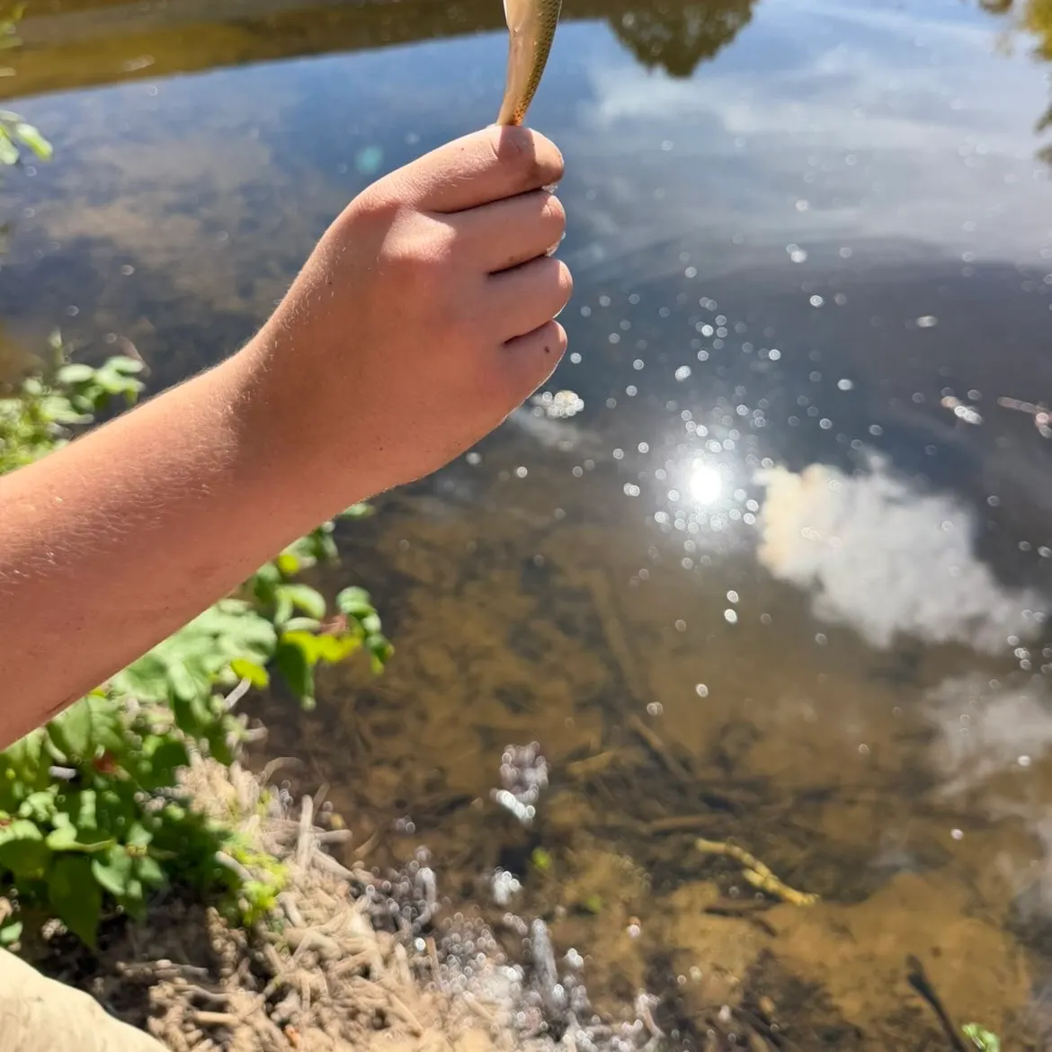 Creek chub caught on Fishbrain
