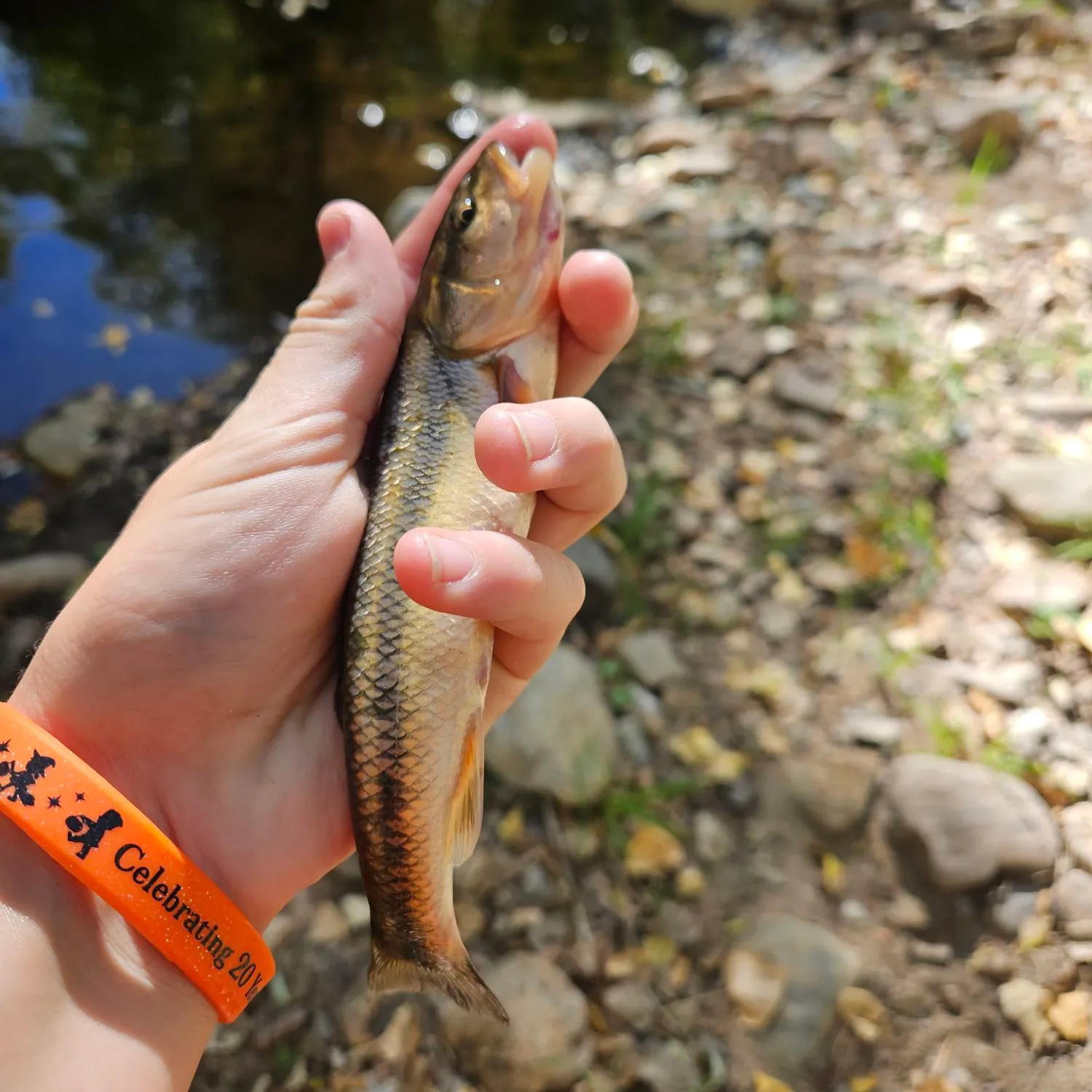 Creek chub caught on Fishbrain
