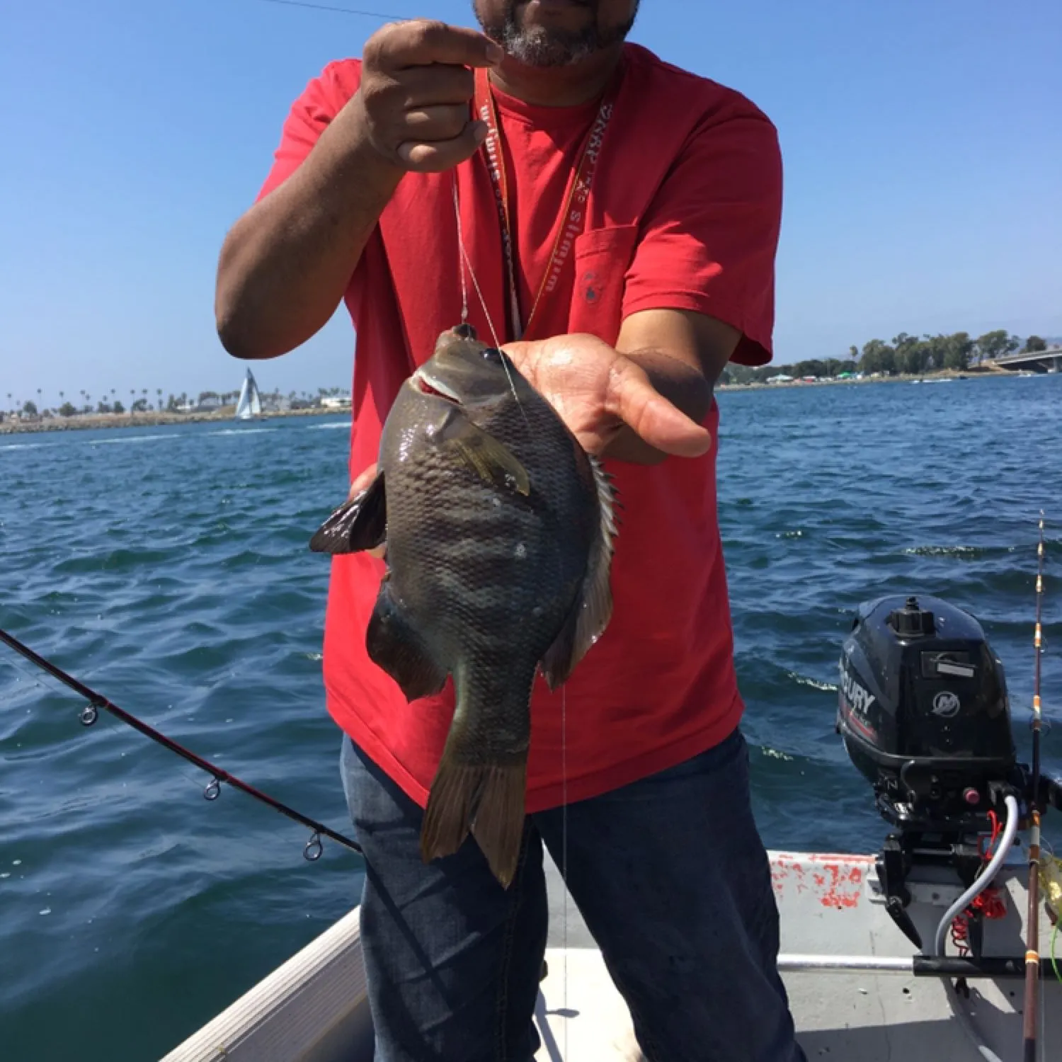 The most recent Barred rubberlip catches on Fishbrain