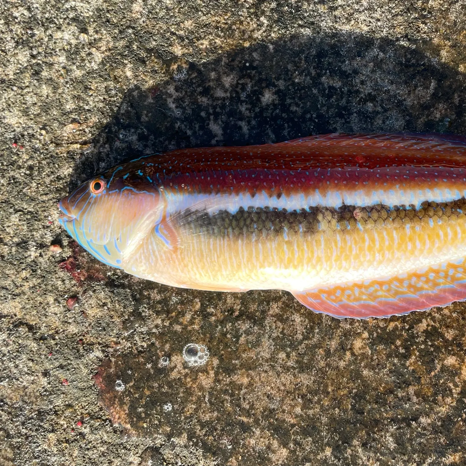 The most recent Maori wrasse catches on Fishbrain