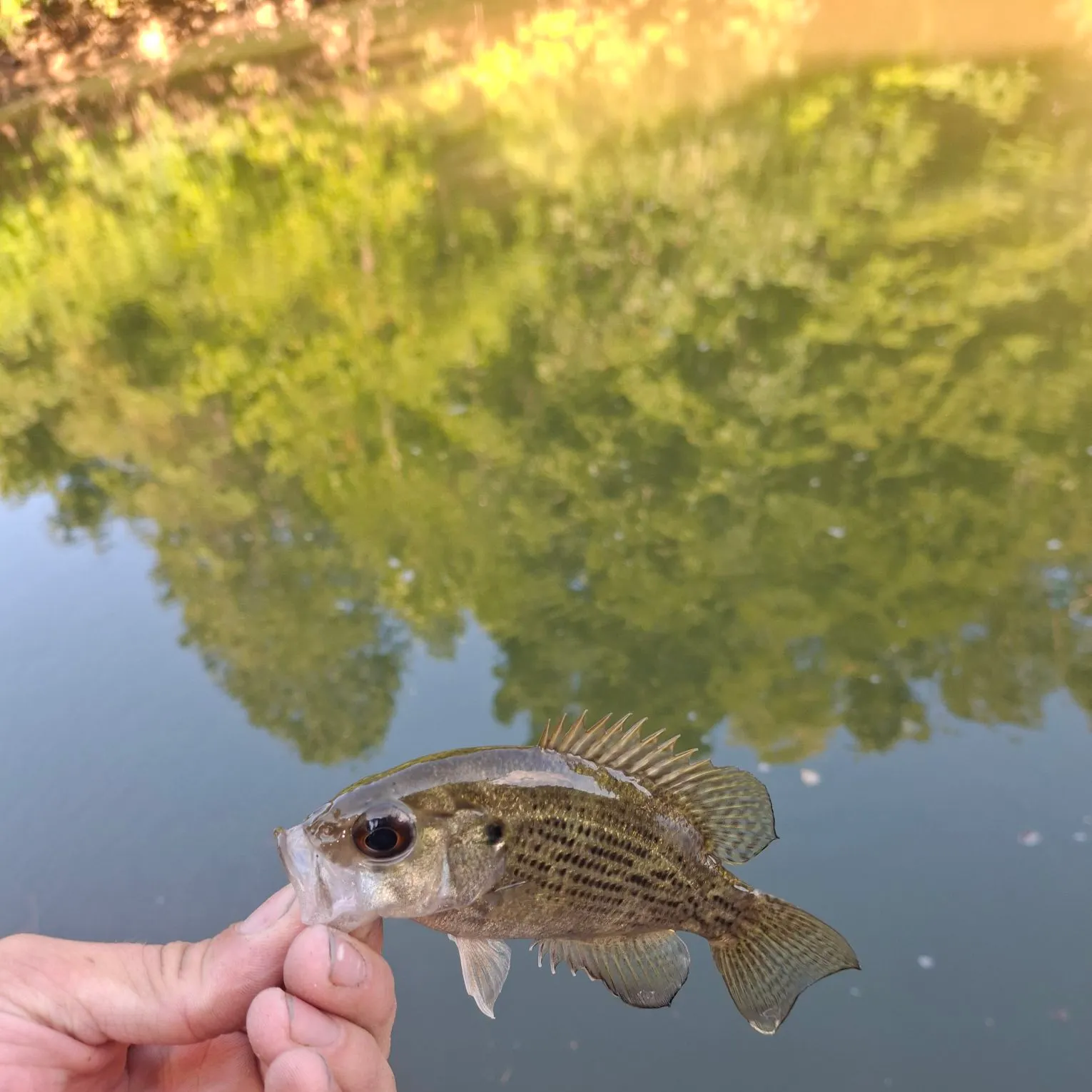 Rock bass caught on Fishbrain