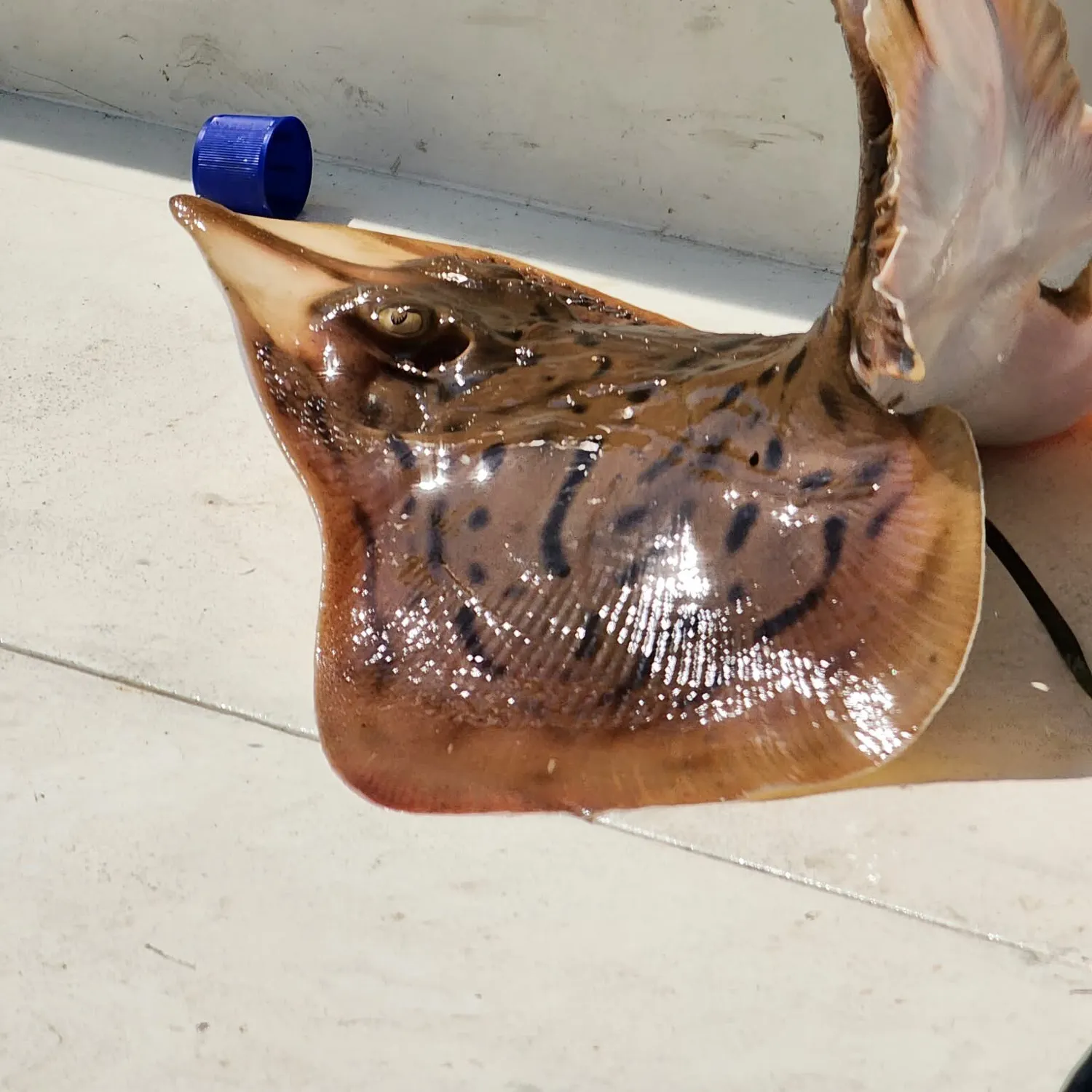 The most recent Starry ray catches on Fishbrain