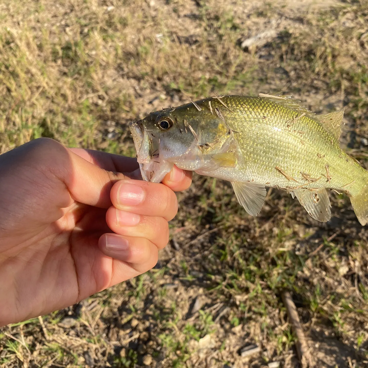 The most recent Spotted bass catches on Fishbrain