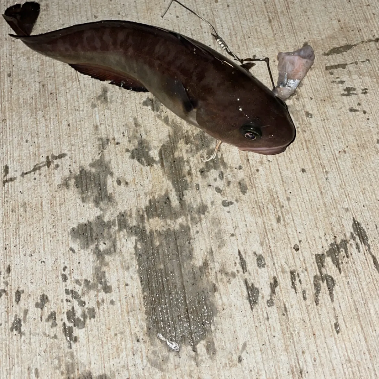 The most recent Southern bastard codling catches on Fishbrain
