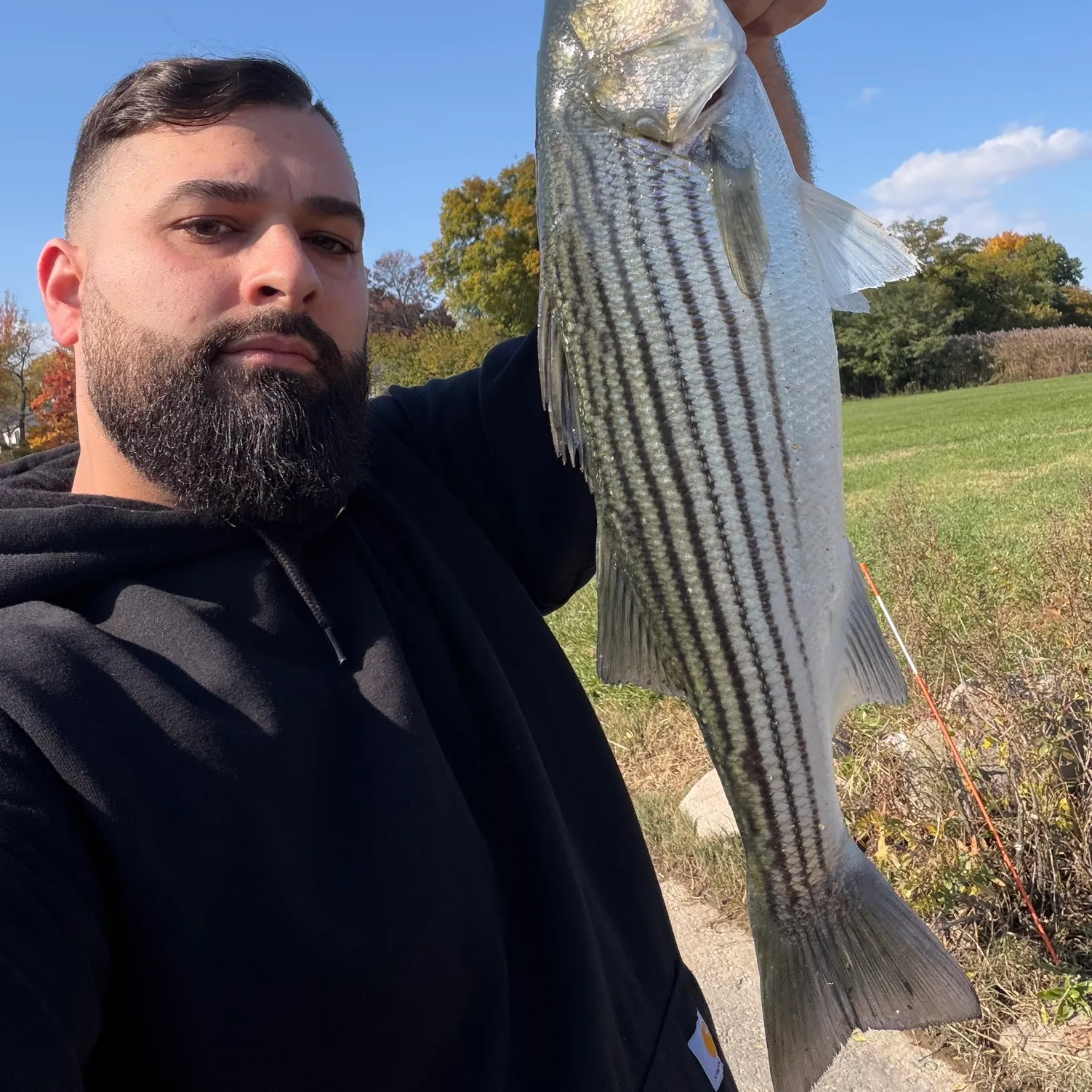 Striped bass caught on Fishbrain