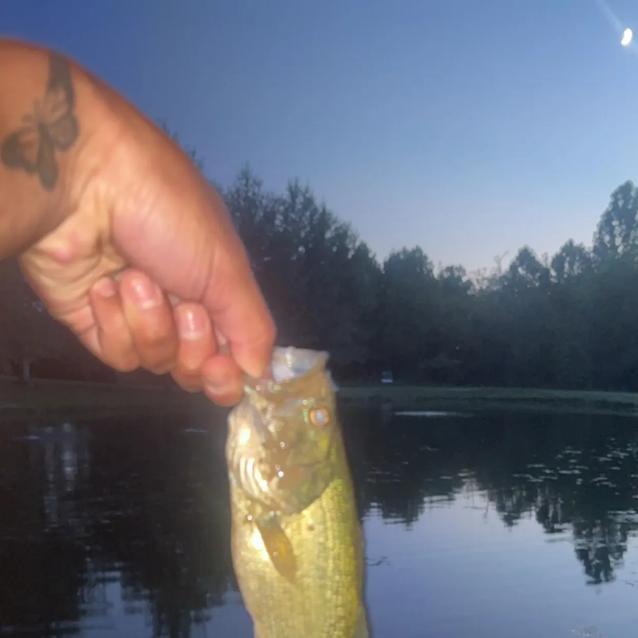 Largemouth bass caught on Fishbrain