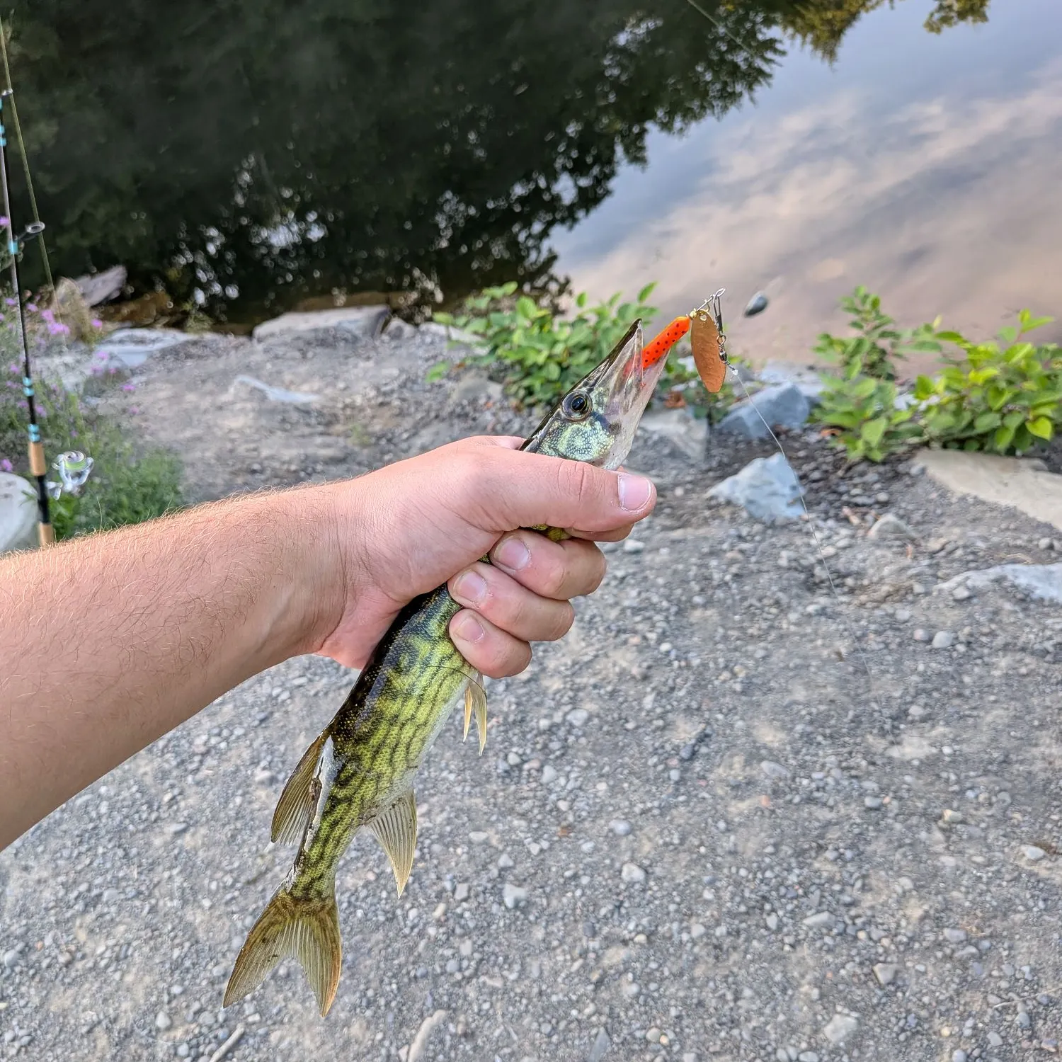 Chain pickerel caught on Fishbrain