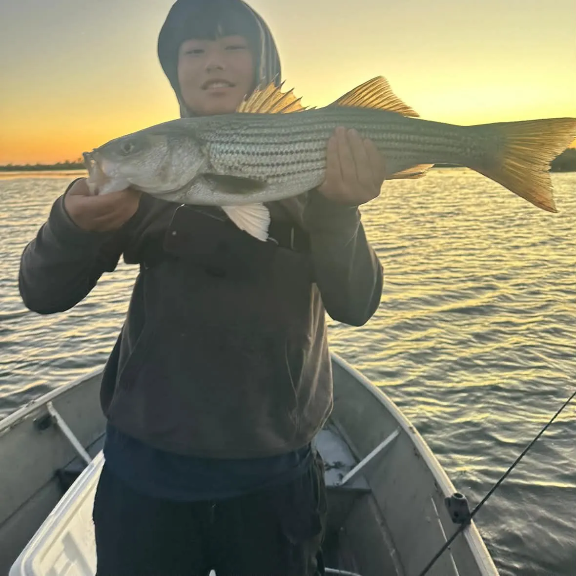 Striped bass caught on Fishbrain