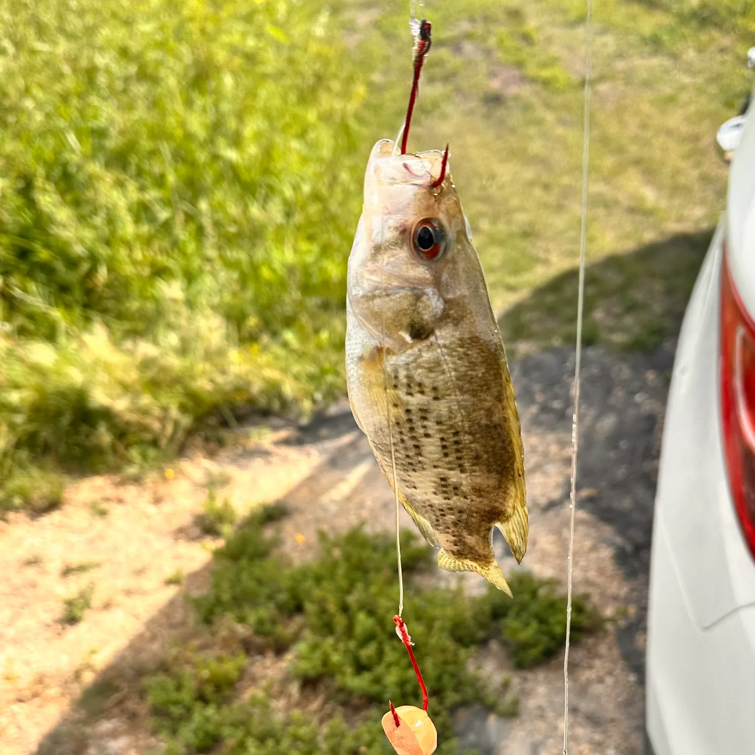 Rock bass caught on Fishbrain