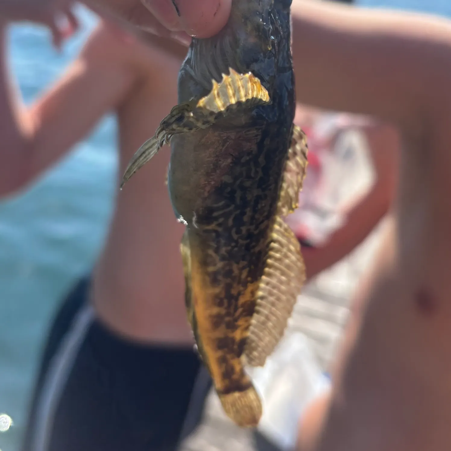 The most recent Longspined bullhead catches on Fishbrain