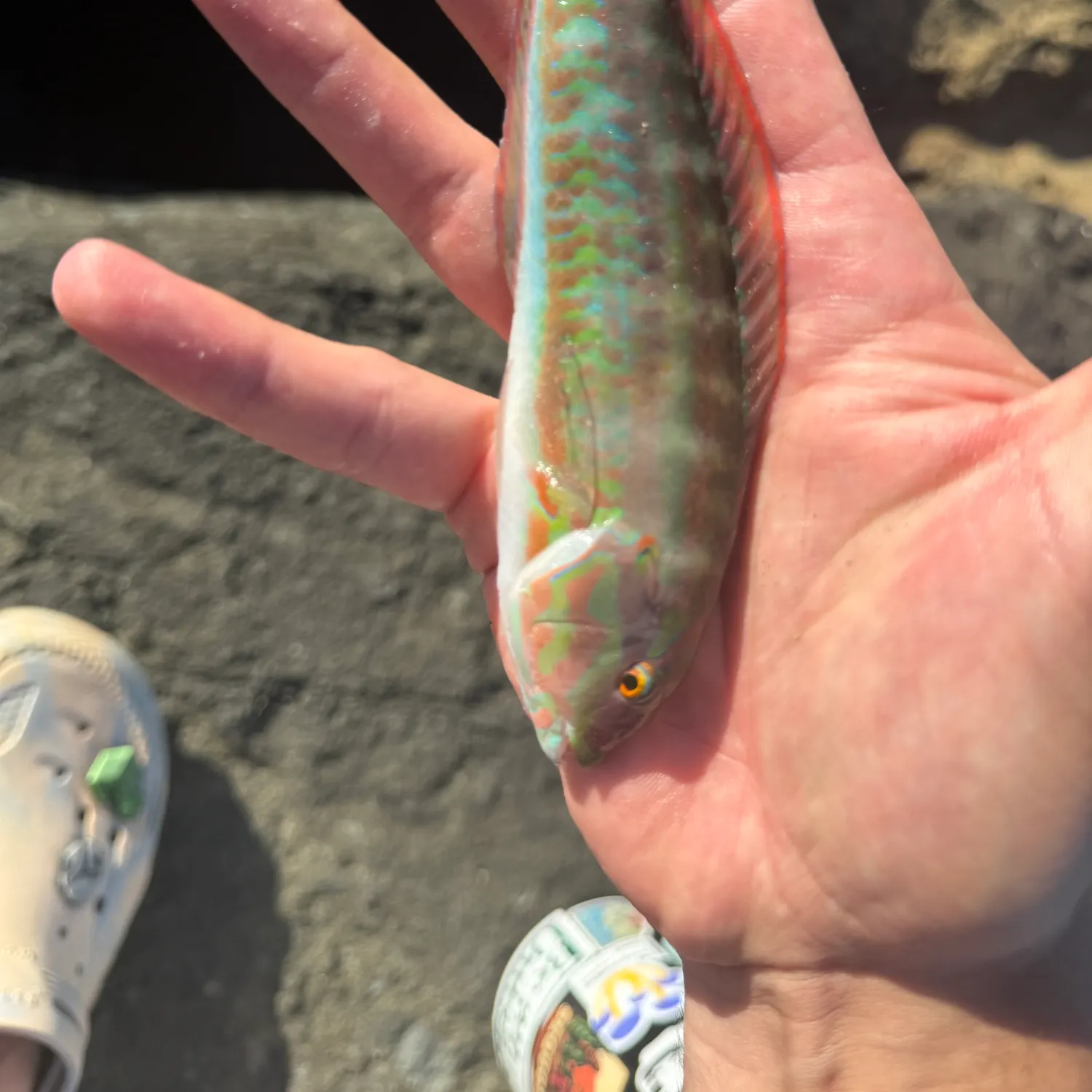 The most recent Slippery dick wrasse catches on Fishbrain