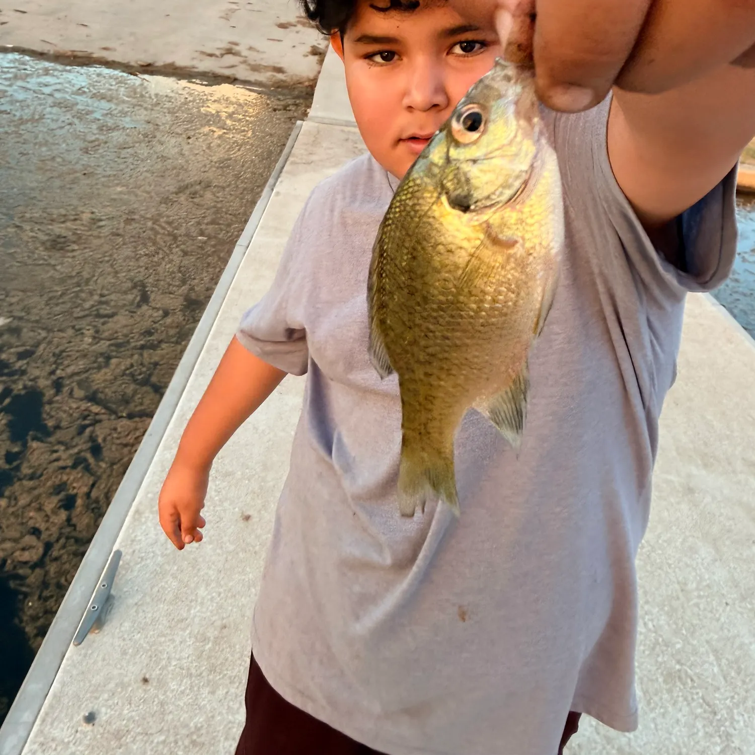Bluegill caught on Fishbrain