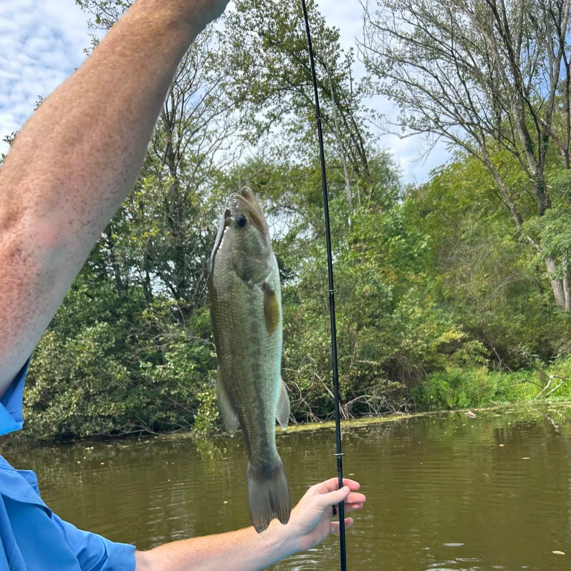 Largemouth bass caught on Fishbrain