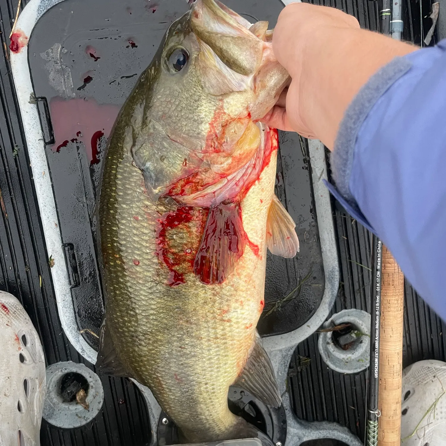 Largemouth bass caught on Fishbrain