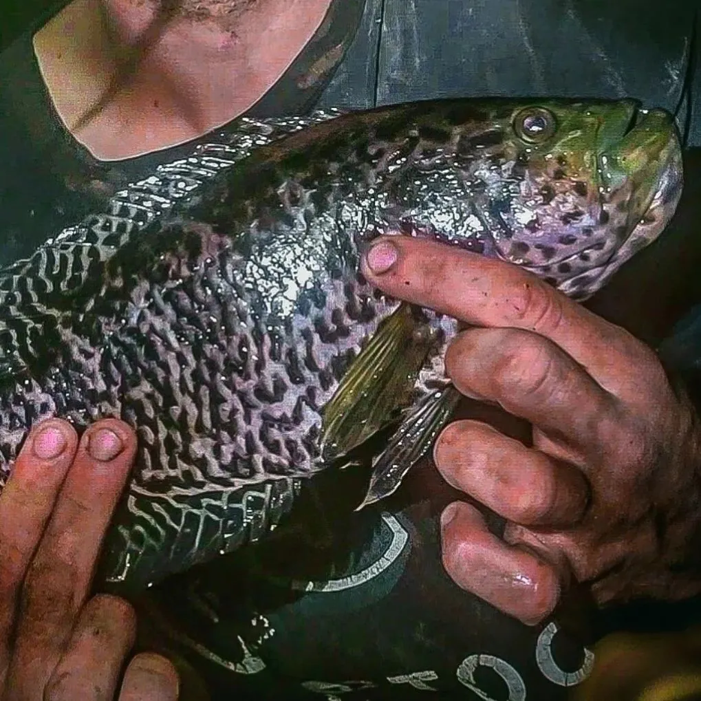 The most recent Jaguar cichlid catches on Fishbrain