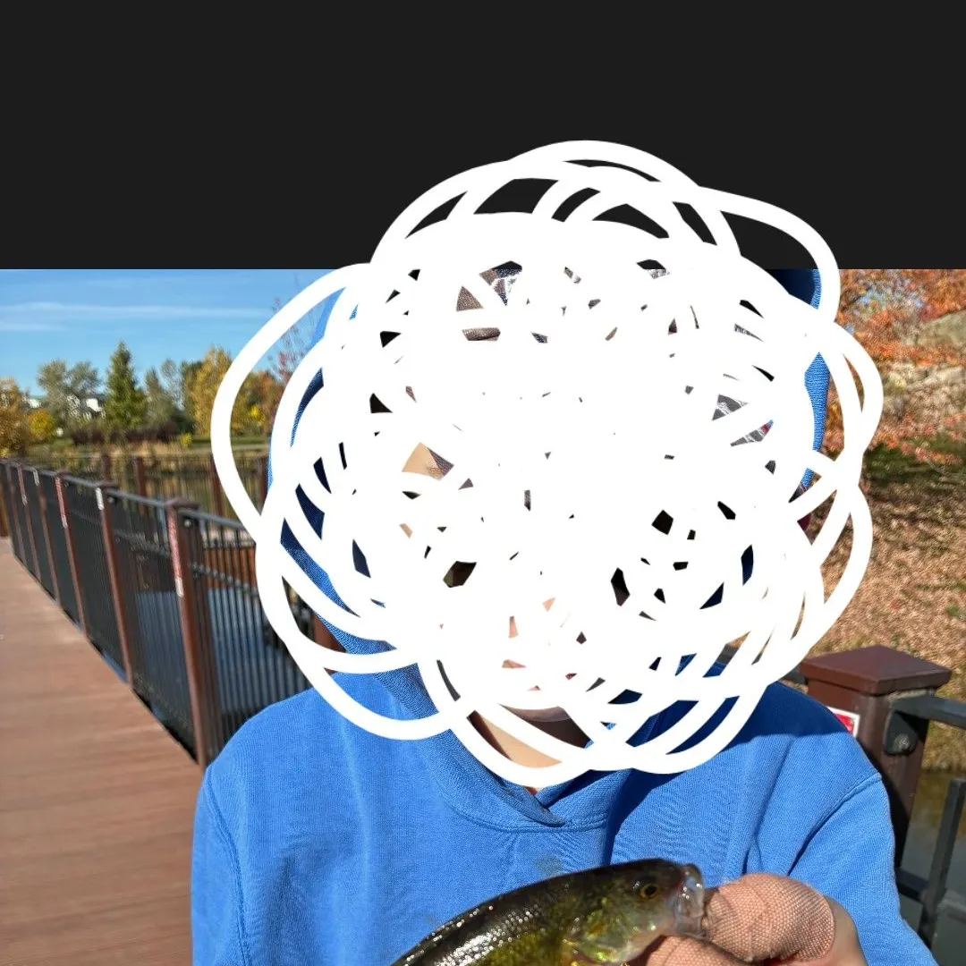 Yellow perch caught on Fishbrain
