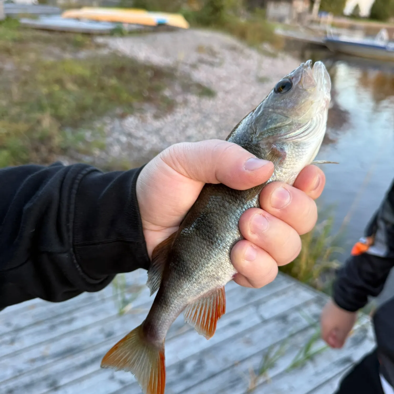 European perch caught on Fishbrain