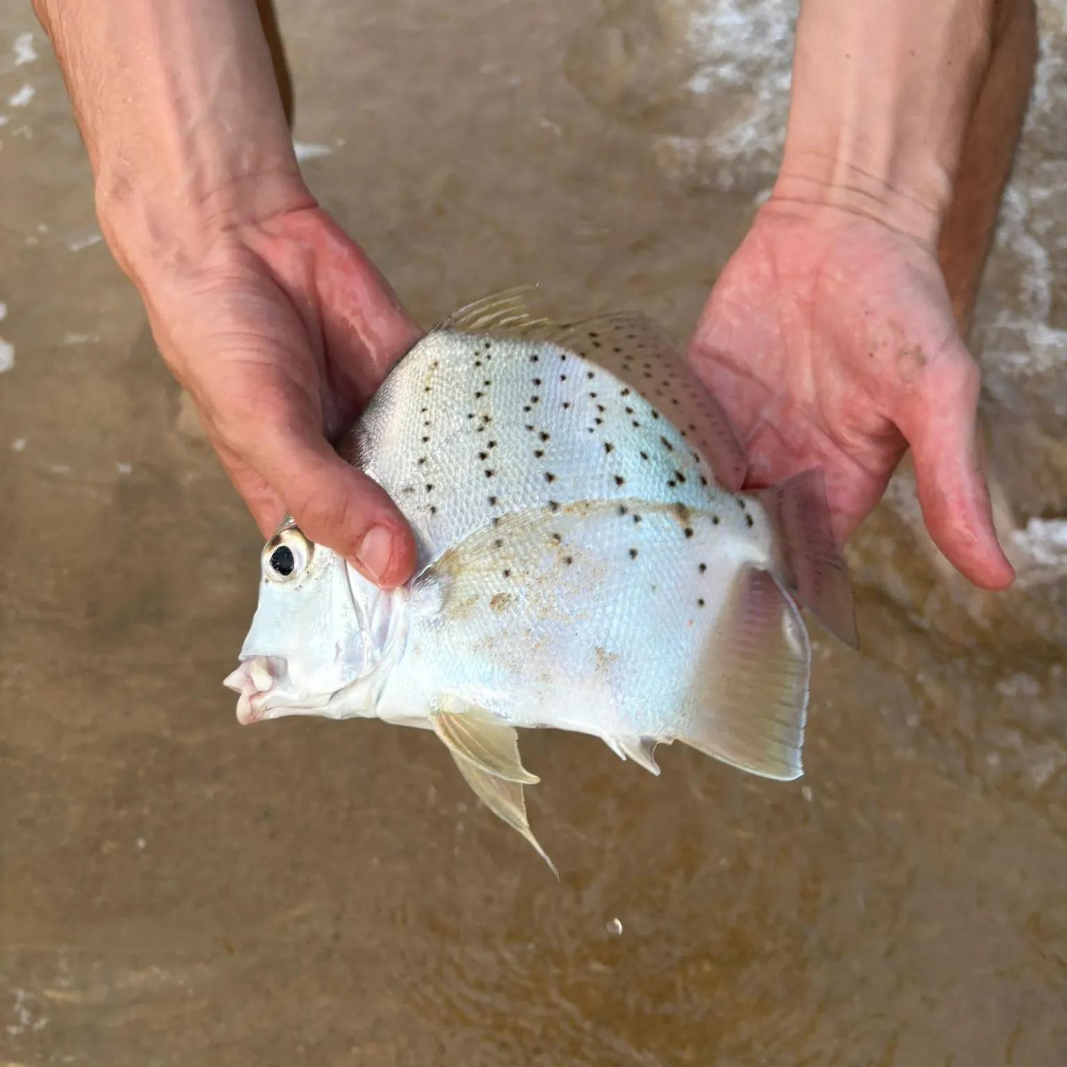 The most recent Spotted sicklefish catches on Fishbrain