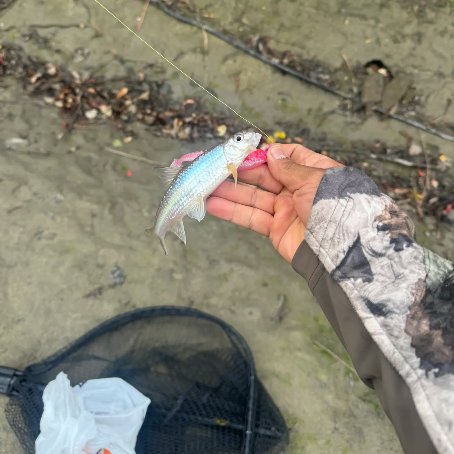 The most recent Sandbar shiner catches on Fishbrain